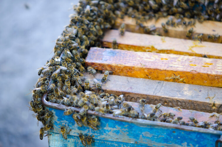 DIY Layens Bee Hives Trap